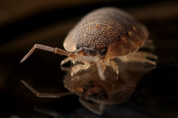 PEST CONTROL BIGGLESWADE, Bedfordshire. Pests Our Team Eliminate - Bed Bugs.