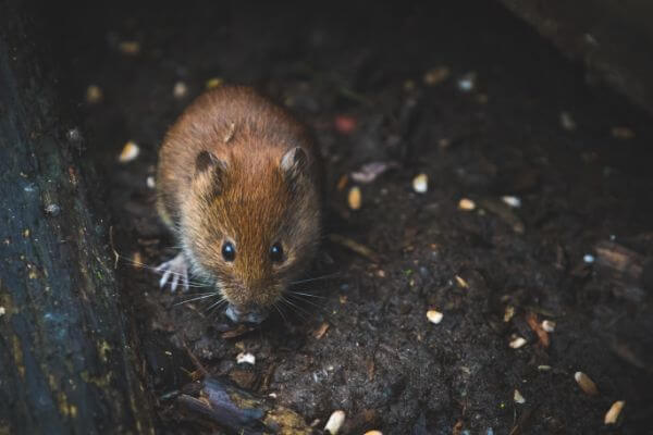 PEST CONTROL BIGGLESWADE, Bedfordshire. Pests Our Team Eliminate - Mice.