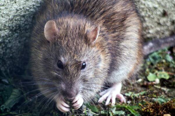 PEST CONTROL BIGGLESWADE, Bedfordshire. Pests Our Team Eliminate - Rats.