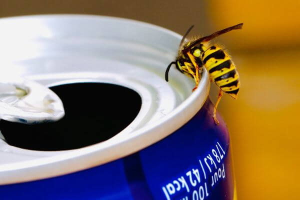 PEST CONTROL BIGGLESWADE, Bedfordshire. Pests Our Team Eliminate - Wasps.